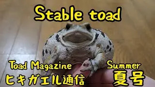 ヒキガエル通信（夏）Toads Magazine [summer]