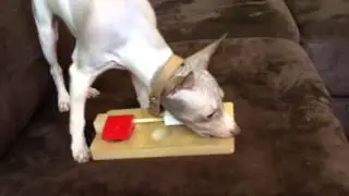 Kimo Kawaii playing