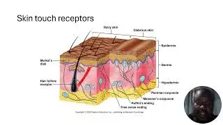 Nerve Fiber Classification General Sense & pain