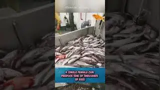 one catch of Alaskan pollock fish weighed 170 tons#shorts#viralvideo #fish
