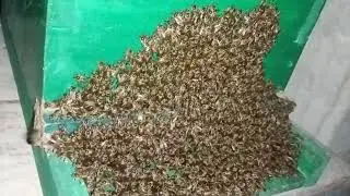 Bees during hot summer nights ॥ गर्मीले मौरीको बिजोक