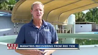 Manatees rescued from red tide recovering in Homosassa until it's safe to return home