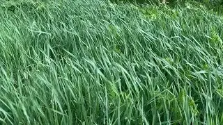 Grass In The Wind Stock Video