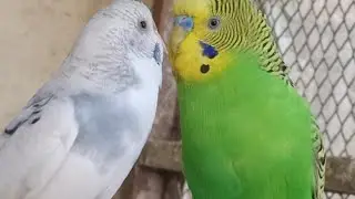 Love Birds | Australian Parrots | Budgies Breeding Pair | Budgies Family🦜🐦😘💕
