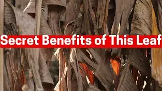 Top 3 Secrets About Dried Banana Leaves You MUST Know