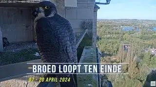 240420 Slechtvalken Oudenaarde 18 - Broed loopt ten einde
