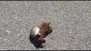 хорек ловит кролика/ferret catches a rabbit.