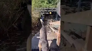 Dogs chase their own tails nonstop 🤭 #fyp #viral #dog #funnyvideos #Funny