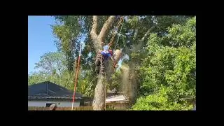 Tree removal Palm Harbor Florida