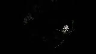 NBSPLV - 5 A.M. (Instrumental)