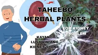 PAANO GAMITIN ANG TAHEEBO SA KIDNEY STONE.Vlog#1745#pongsetras#farming#taheboo#herbalmedicine