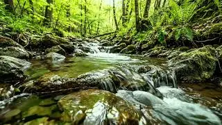 Relaxing Forest Streams and Gentle Birdsong, Beautiful Nature Sounds for Sleep and Peace ASMR