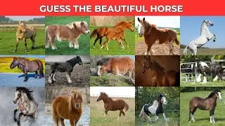 Guess The Horse | Beautiful horse #horse #video #guess