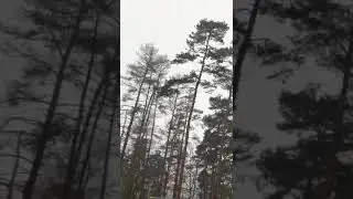 Baumdienst D&ouml;ge Sturm 