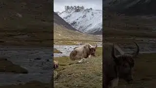 Mount kailash yatra and Village Life