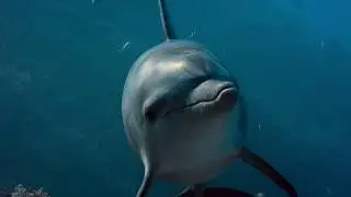 Disneynature's Dolphin Reef - Echo and Mr Mantis - Clip (2020) - Narrated by Natalie Portman,