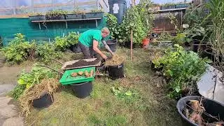 Single seed potato challenge 2022 final harvest #sspchallenge2022 @DigwellGreenfingers