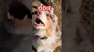 #australianshepard #petloverscommunity #petloversunite #dogloversofig #spoileddogs #recused #mypets
