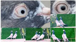 KTM Teddy Pigeons Royal Teddy Breeding Pair Call 👉 9548292306 All India Transport Available ❤️ 