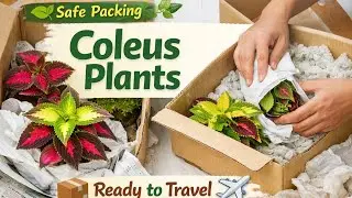Coleus Plants Packing 🪴 | Safe Shipping Malayalam...