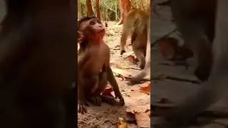 little monkey Alba