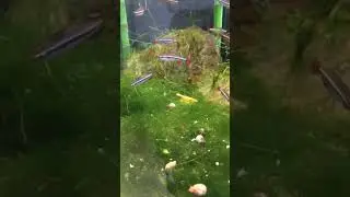 Tanichthys Micagemmae &ndash; Vietnamese cardinal minnow - Vietnamese Danio Giesbeek