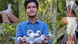 നമ്മുടെ പഴയ പറവ മാസങ്ങൾക് ശേഷം തിരിച്ചു വന്നു 🥺🤩( പറവ loft updates)