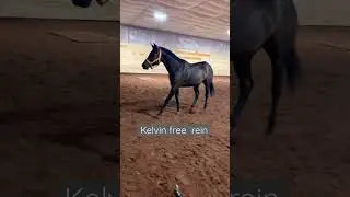 Calvin&rsquo;s first time free rein|my Equine life￼￼