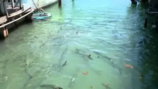 Tarpon Lagoon
