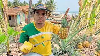 Cosechando Pi&ntilde;a en la Finca &iexcl;16 meses para este dia!🍍