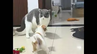 6012: Cat bullies small dog in Chinese apartment