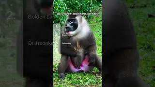 Top 5 rarest monkeys in the world #monkey #educational #rare #nature #interestingfacts #research