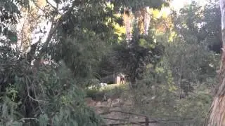 Airedale Barking Dog