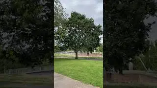 Sessile Oak - tree - August 2023