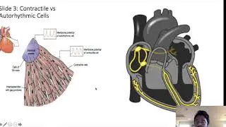 Cardiac physiology Lecture