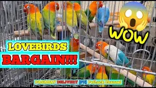 LOVEBIRDS SUPER SALE SA HULONG DUHAT MALABON