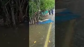 fish rain | flying fish മീൻ മഴ #vypin