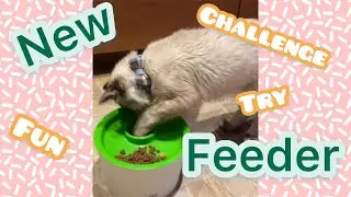 [2020] Catit Multi Feeder review- slow feeding cat bowl -Balinese cat has fun with the feeder