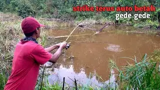 BIKIN PEMANCING BETAH MANCING IKAN GABUS PENGHUNI AIR KERUH