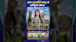 World Costliest Donkey Milk Price | Donkey Farming @SakshiTV