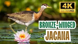 Bronze-winged Jacana (Metopidius indicus): Graceful Wanderer of Wetlands | Wetlands Bird |