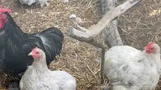 Chicken organic gardening farm to table orchard goslings marbled gar lovebird rose gardens 16678