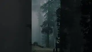 Horror in Real Life: Forest Frights