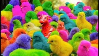 World Cute Chickens, Colorful Chickens, Rainbows Chickens, Cute Ducks, Cat, Rabbits,Cute Animals🐤🐣🦆🐟
