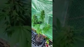 FASTEST WAY TO GROW WEED IN 2026 - 12/12 Seed to harvest