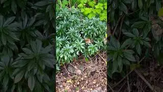 🌿🌿🌿🌿#shorts #nature #subscribe #naturelivestream #like