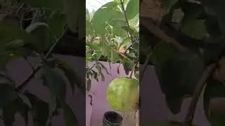 Amrit ka ped par anokha fal
