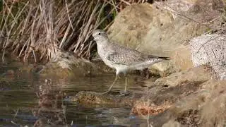 Red Knot, Piovanello maggiore (Calidris canutus)