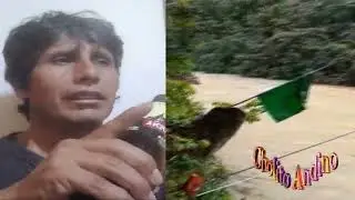 LIMBANI QUERIDO    ( Cholito  Andino )
