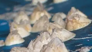 barnacles feeding